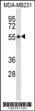 HTR7 Antibody
