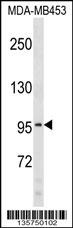 COL6A2 Antibody