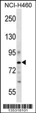 CDCP1 Antibody