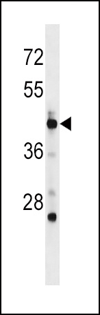 POLD3 Antibody