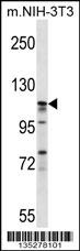 EIF3C Antibody