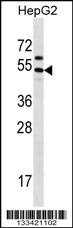 GRHL1 Antibody