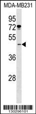 ISL1 Antibody