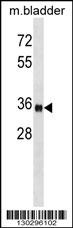 ISL1 Antibody