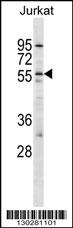 HCRTR2 Antibody