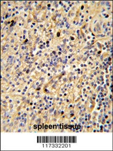 SIGLEC12 Antibody