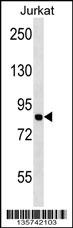 MCM7 Antibody