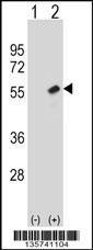 RBBP7 Antibody