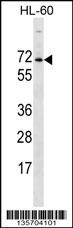PXYLP1 Antibody