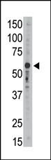 SIGLEC9 Antibody