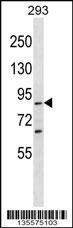 SPG20 Antibody