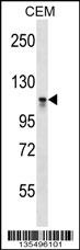 DNMT3A Antibody