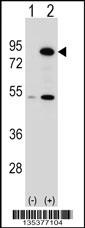 THOC1 Antibody