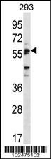 SIGLEC6 Antibody