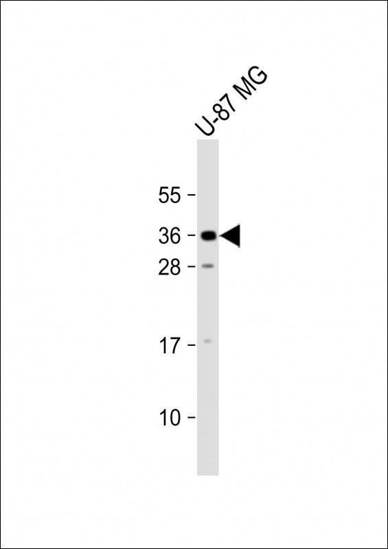 KLF9 Antibody