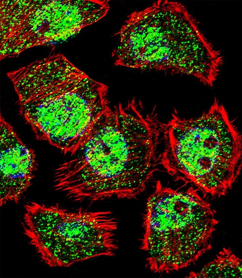 KLF9 Antibody