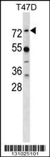 MX1 Antibody
