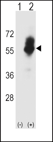SLC7A1 Antibody