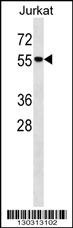 Mouse Mapk14 Antibody