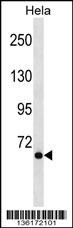 NCOA4 Antibody