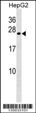 CRYGB Antibody