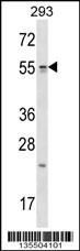 TTC23 Antibody