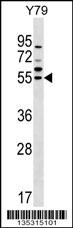FDXR Antibody