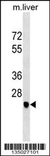 SGCD Antibody