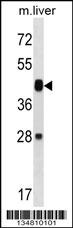 Map2k6 Antibody