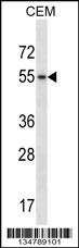 Hck Antibody
