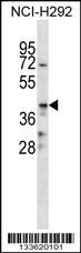 CD86 Antibody
