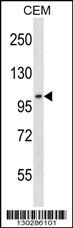 LIG3 Antibody