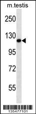 Ern2 Antibody