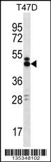 SLAMF6 Antibody
