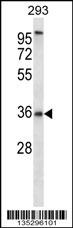 P2RY6 Antibody