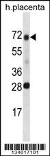 SPINT1 Antibody