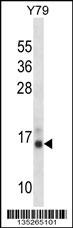 PFN2 Antibody