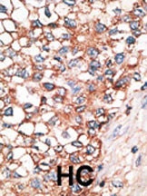 GJA9 Antibody