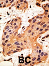 GJA8 Antibody