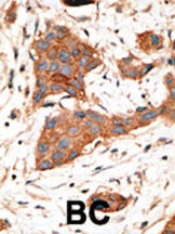 GJA3 Antibody