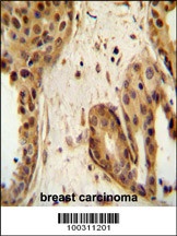 STAT2 Antibody