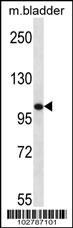 Tlr8 Antibody