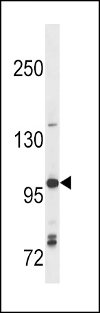 TLR7 Antibody