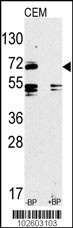 Tlr2 Antibody