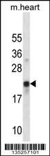 CREG1 Antibody