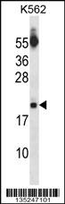 SAP18 Antibody