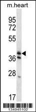 KLF2 Antibody