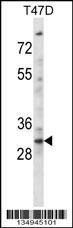 KLF2 Antibody
