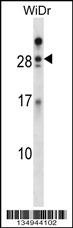 AZU1 Antibody