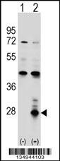 AZU1 Antibody